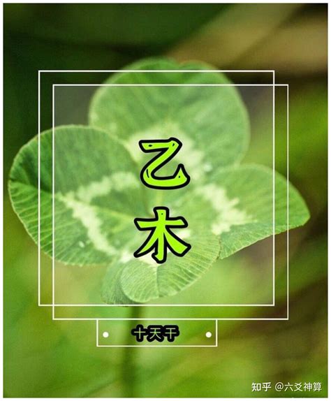 乙木人八字|八字解读——十天干之乙木